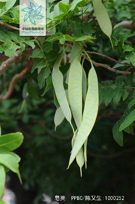 是豆科皂荚属落叶乔木,枝为刺圆柱形,小叶卵状披针形或长圆形;花杂性