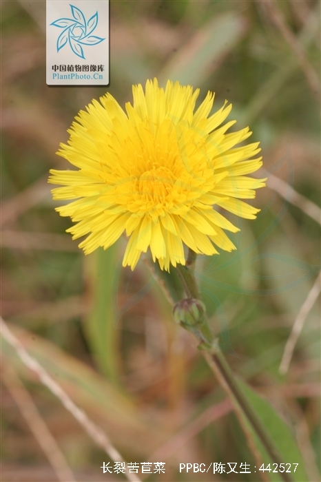 是菊科, a target="_blank" href="/item/苦苣菜属">苦苣菜属 /a>