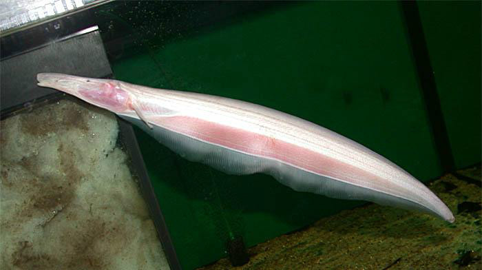  p>巴西直胸电鳗(orthosternarchus tamandua)又称火鹤飞刀,为裸背鱼