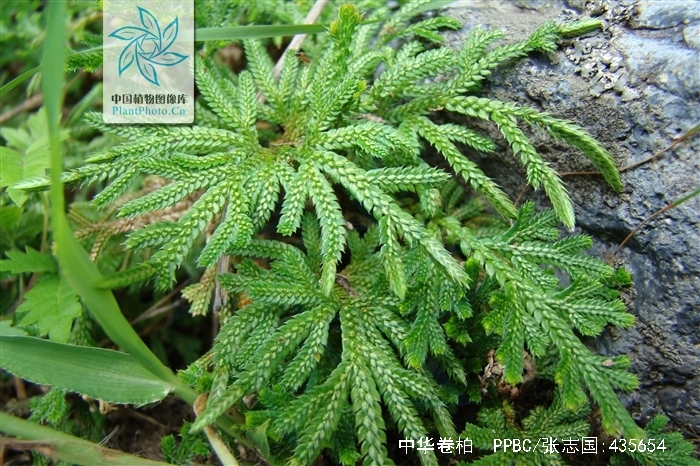  p>中华卷柏(学名: i>selaginella sinensis /i> (desv.