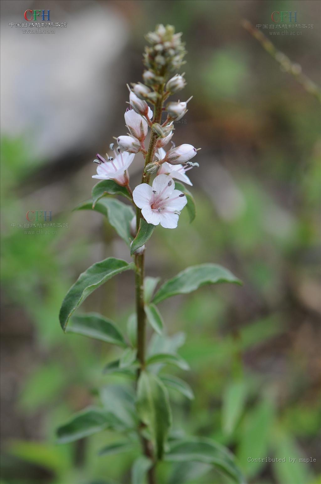  p> b>大理珍珠菜 /b>(学名: i>lysimachia taliensis /i>)为 a