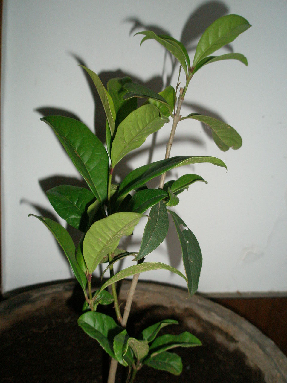  p> b>日香桂 /b>(学名: i>osmanthus fragrans /i> cv.