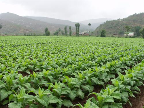 凉山清甜香烤烟