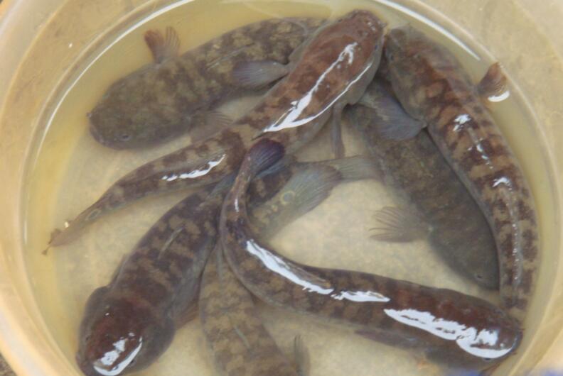 bostrichthys sinensis