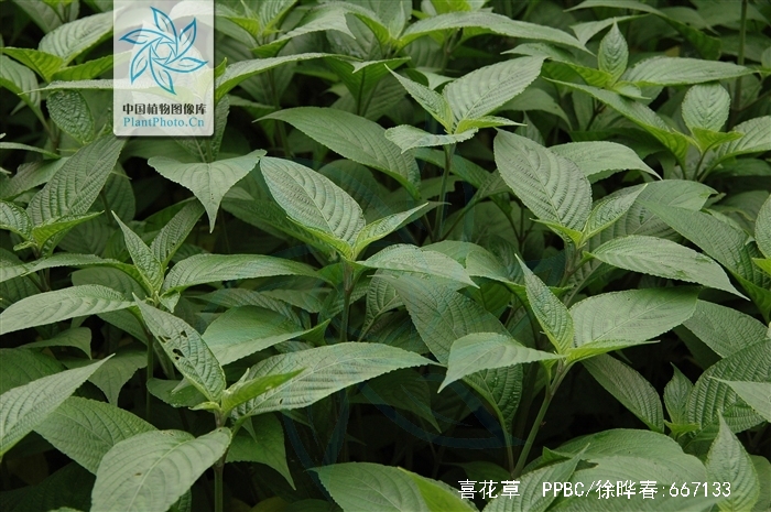 喜花草