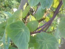 白药