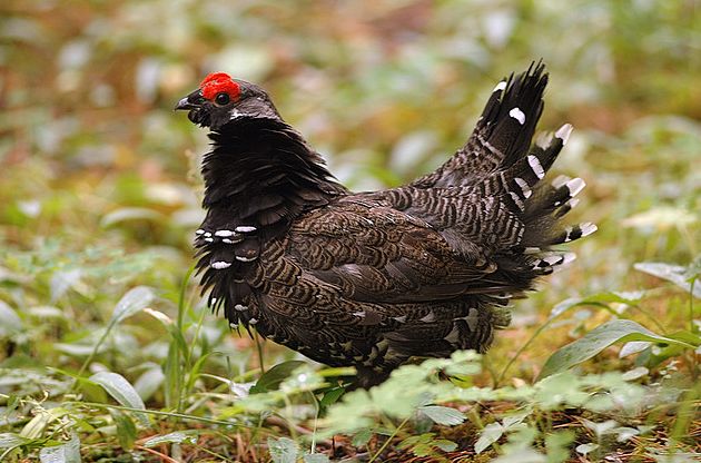  p>枞树鸡(学名: i>dendragapus canadensis /i>)共有6个亚种,又名