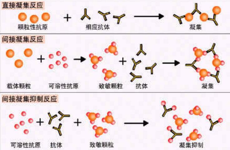 抗人球蛋白试验