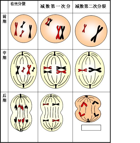 href="/item/细胞分裂方向/1859089" data