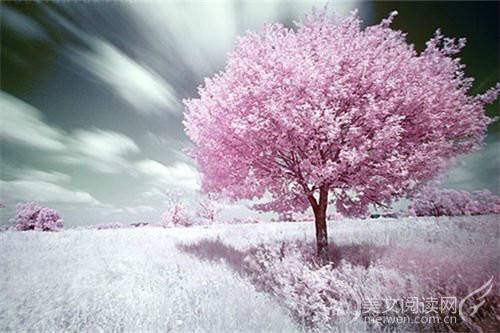 一棵开花的树（《一棵开花的树》原文校对版）_百度百科