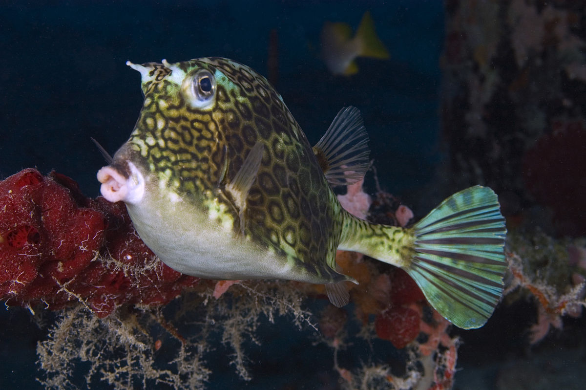  p>这种鱼的身体很高,外形几乎为圆形.