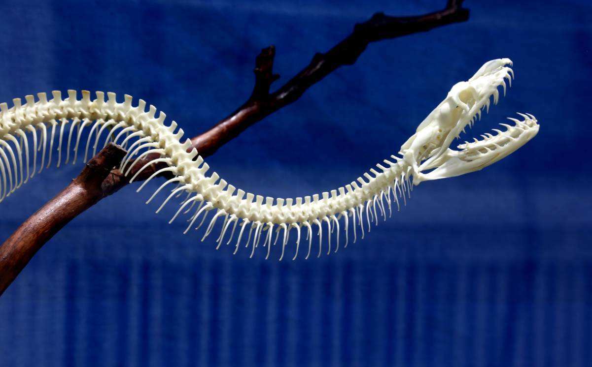 体细长,分为头,躯干和尾三部分,无四肢或在低等蛇类横裂的泄殖孔两侧