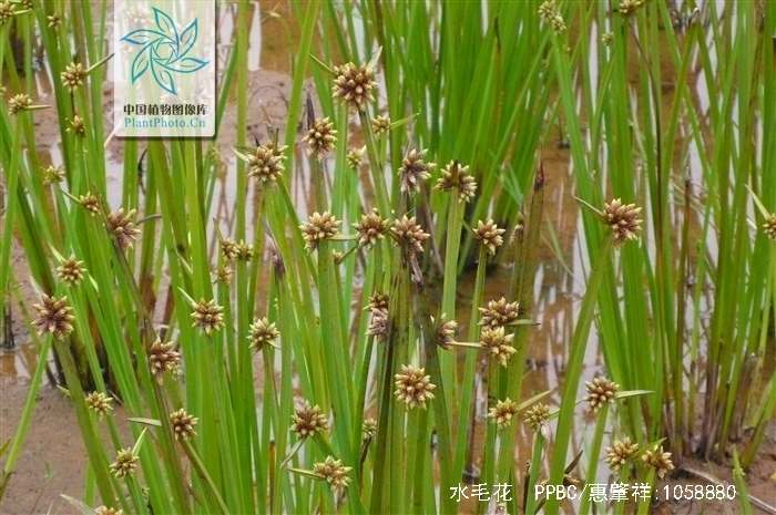 为莎草科植物水毛花 i>schoenoplectus /i> i>  /i> i>mucronatus /i>