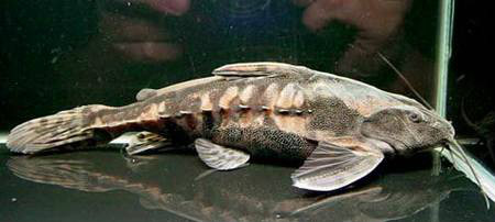  p>赫氏拟陶乐鲇(megalodoras uranoscopus)又称爱尔温尼铁甲武士,为