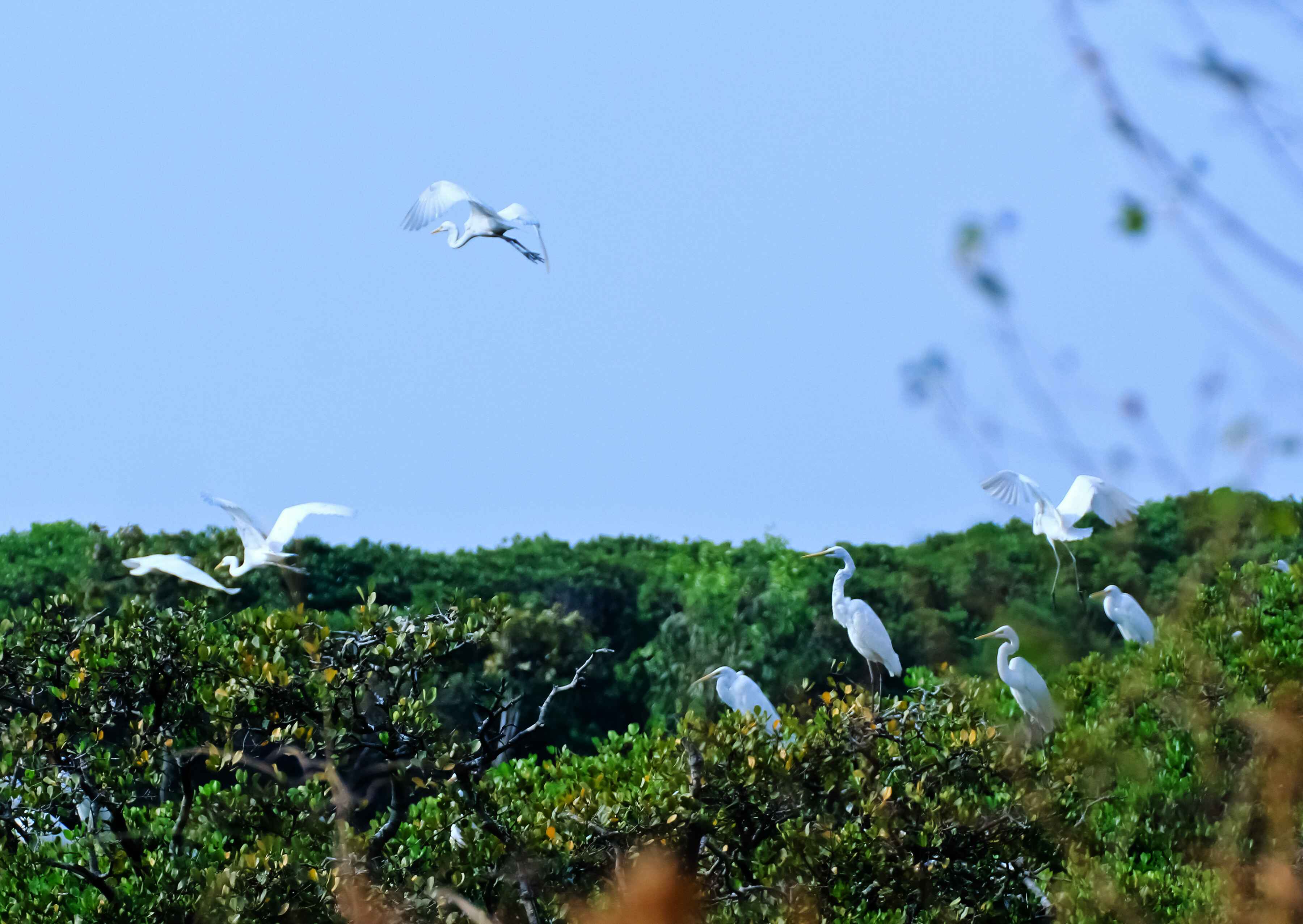 广东深圳华侨城国家湿地公园