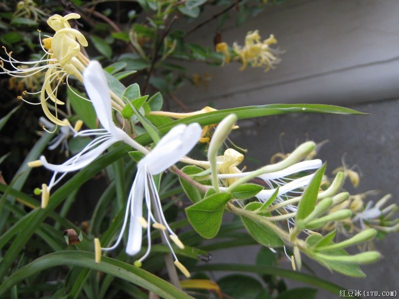  p data-id="gnfdqlk3hh">银花,又名金银花,双花,二宝花等,为忍冬科