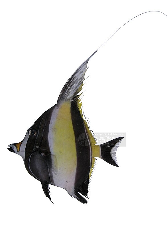  p>角镰鱼(学名:zanclus cornutus)属镰鱼科,广泛分布于印度-太平洋及