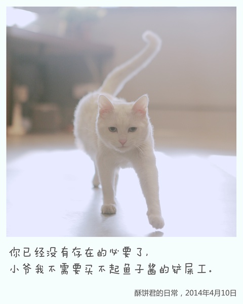 里的一只猫,《日食记》的形象大使,兼任"罐头场"压寨ceo