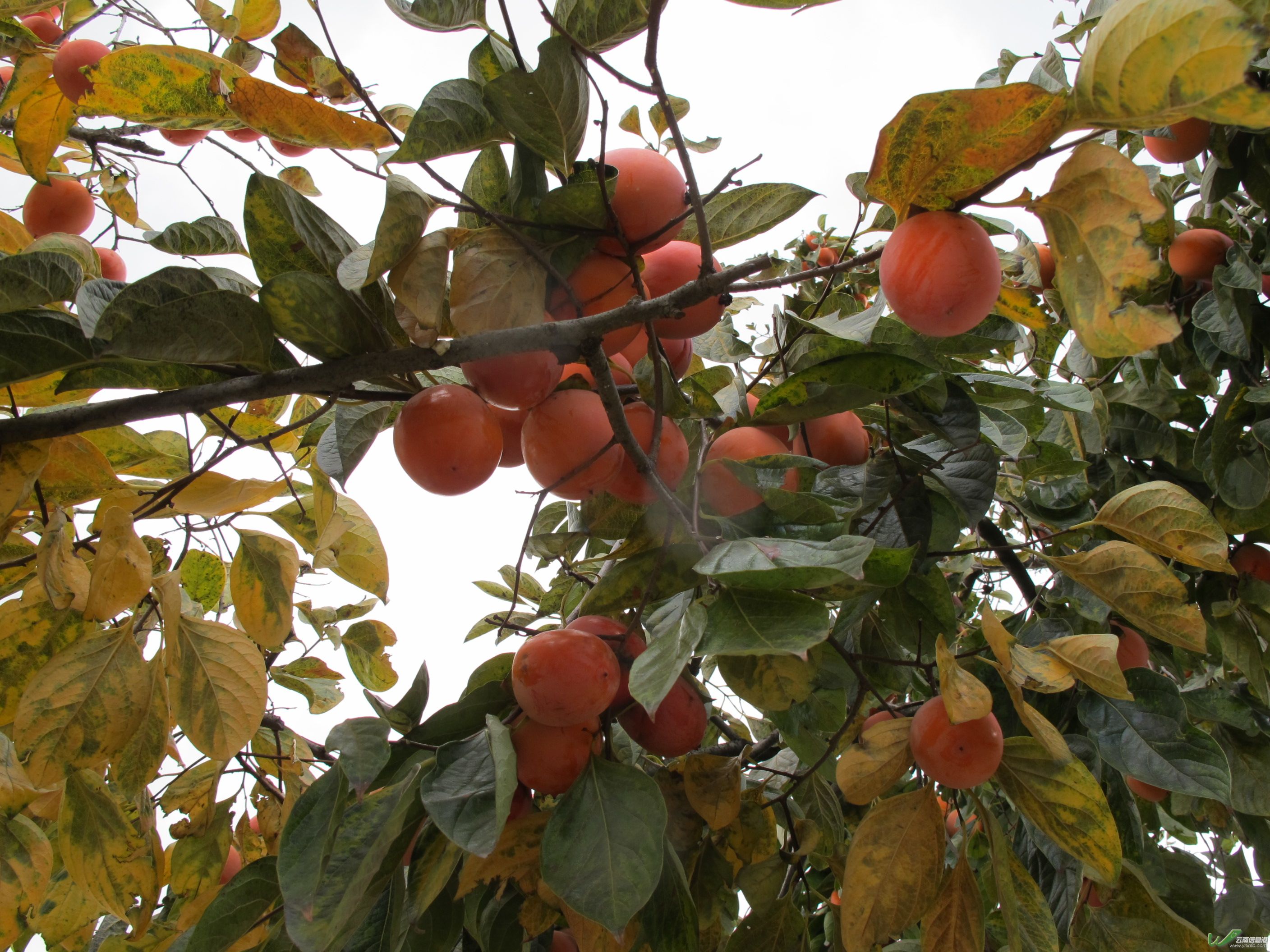 纲 /a>, a target="_blank" href="/item/柿科">柿科 /a>,柿属下的