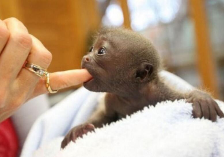 humboldts woolly monkey