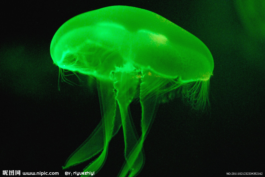 水母