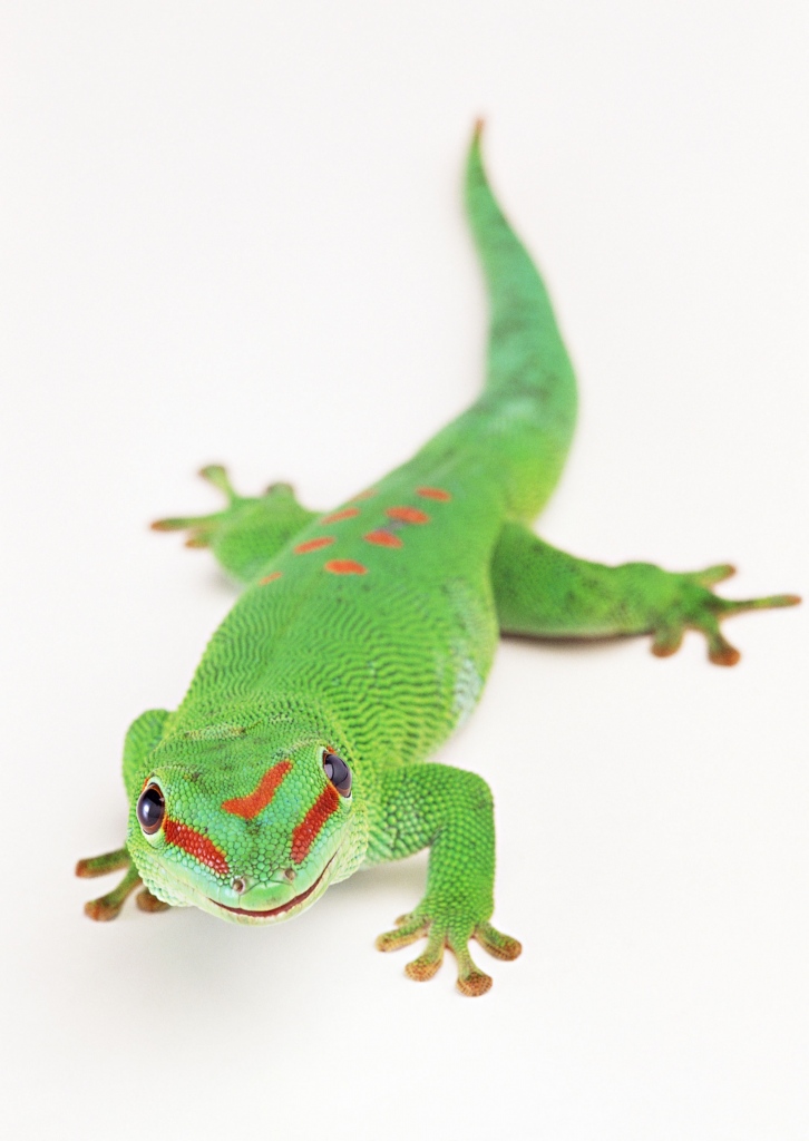 elderi ,jewelled gecko),是澳大利亚内陆的一种野生保护珍贵壁虎