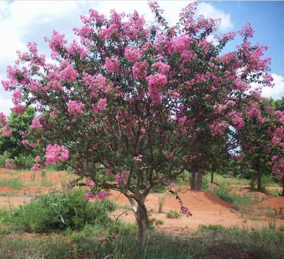  p>丛生紫薇(学名: i>lagerstroemia indica /i> cv " i>bush /i>")