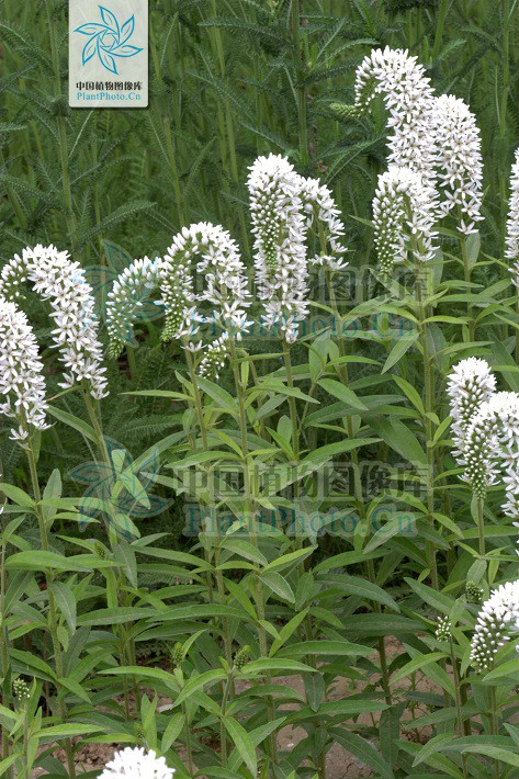 虎尾草图片(虎尾草图片是几年生草本)