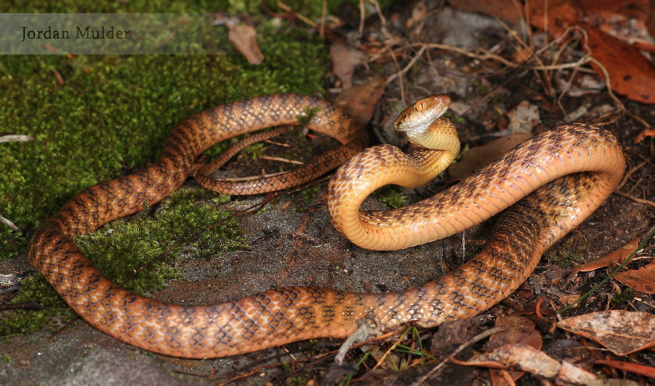 3公尺,本种体色可能为褐色,红色,黄色或粉红色,有时还会出现 a target