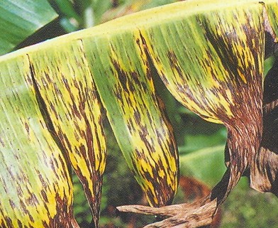 id="6416025">香蕉褐缘灰斑病 /a>的一种, 是最重要的香蕉病害之一