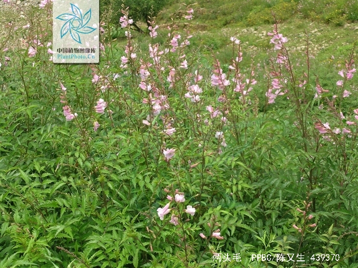 incarvillea arguta (royle) rovle