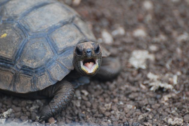  p>加拉帕戈斯象龟(学名: i>chelonoidis  /i>galapagoensis i> /i>