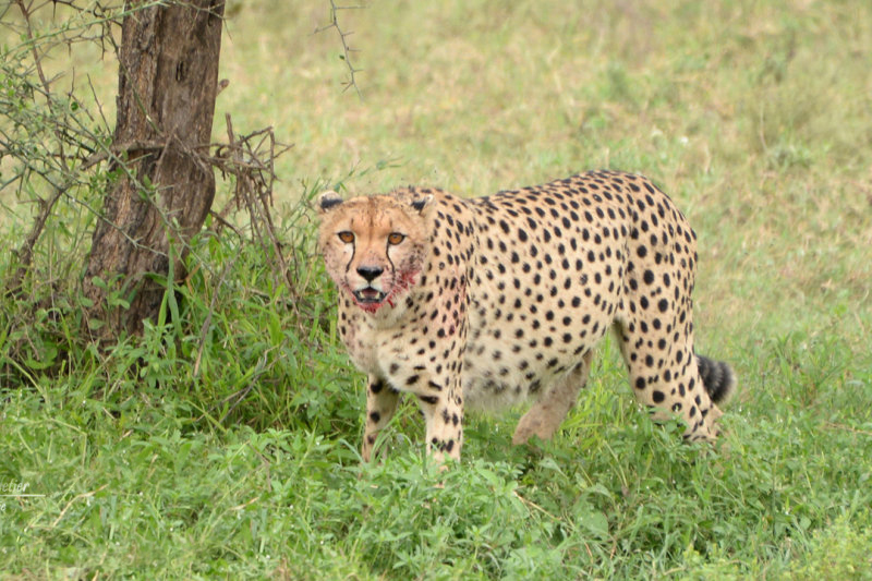  p>猎豹属(学名: i>acinonyx /i>):是哺乳纲食肉目猫科的一属,仅 a