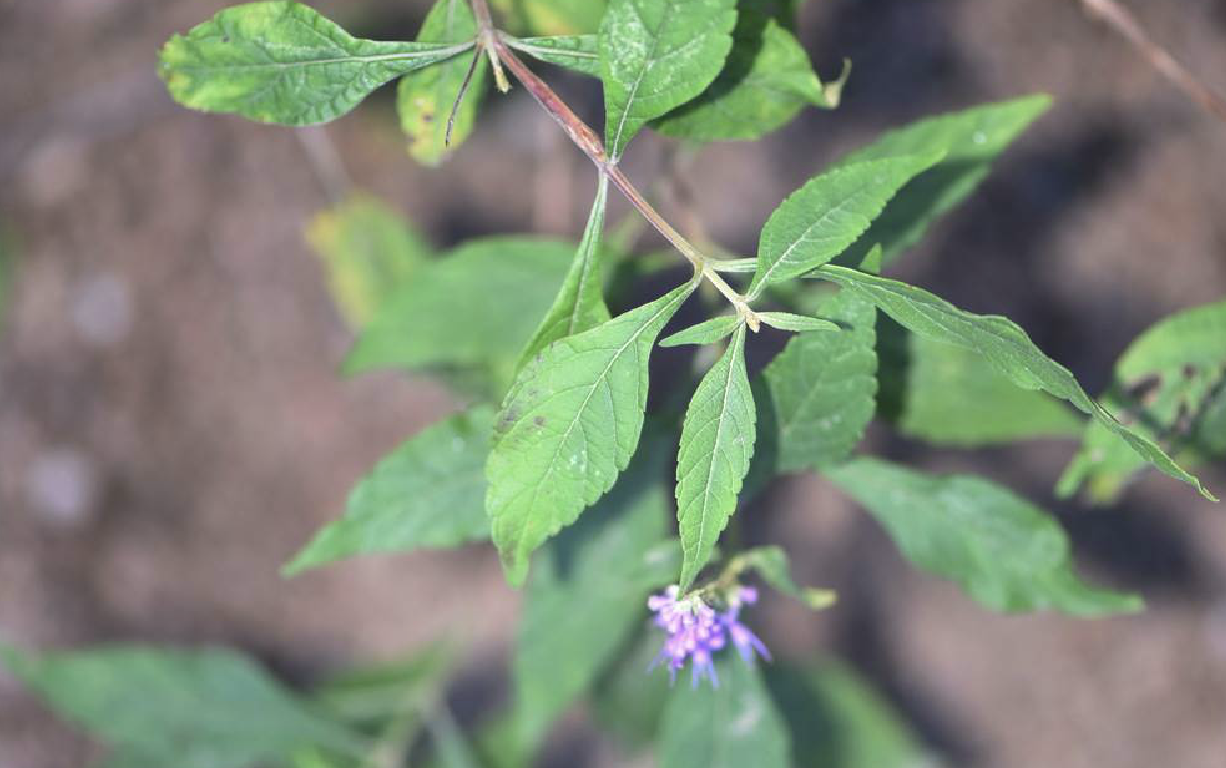  p>木香薷(学名: i>elsholtzia stauntoni /i> benth.