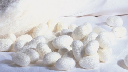  p data-id="go0lmt32uh">蚕蛹蛋白纤维经过几年时间的推广,受到了多