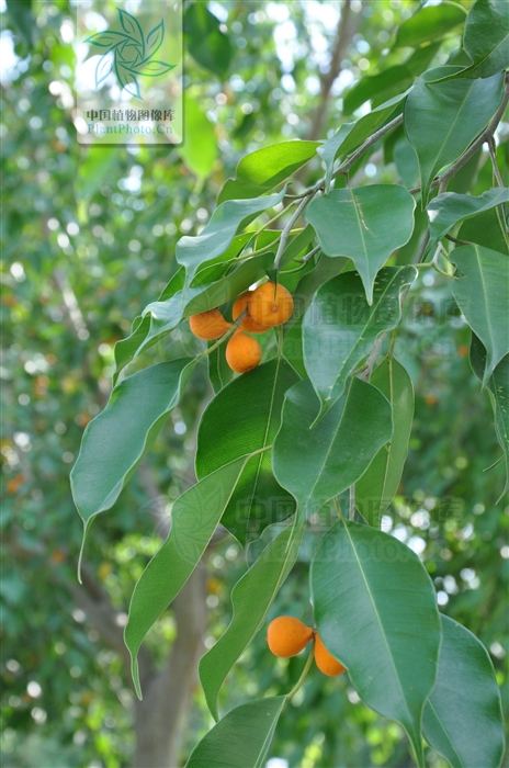  p>黄果榕(学名:ficus benguetensis merr.
