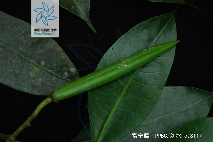  p data-id="gnwut0a9ll">富宁藤( i>parepig