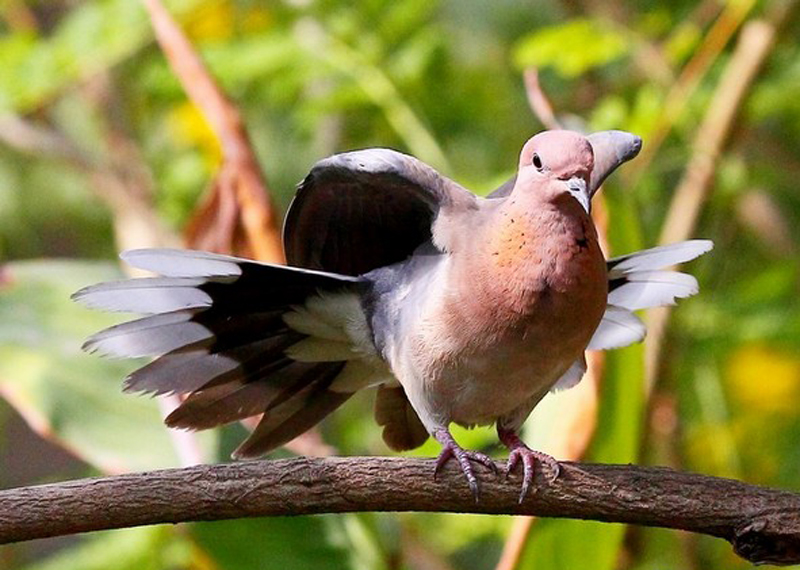  p>棕斑鸠(学名: i>spilopelia senegalensis /i>)是鸠鸽科珠颈斑鸠属