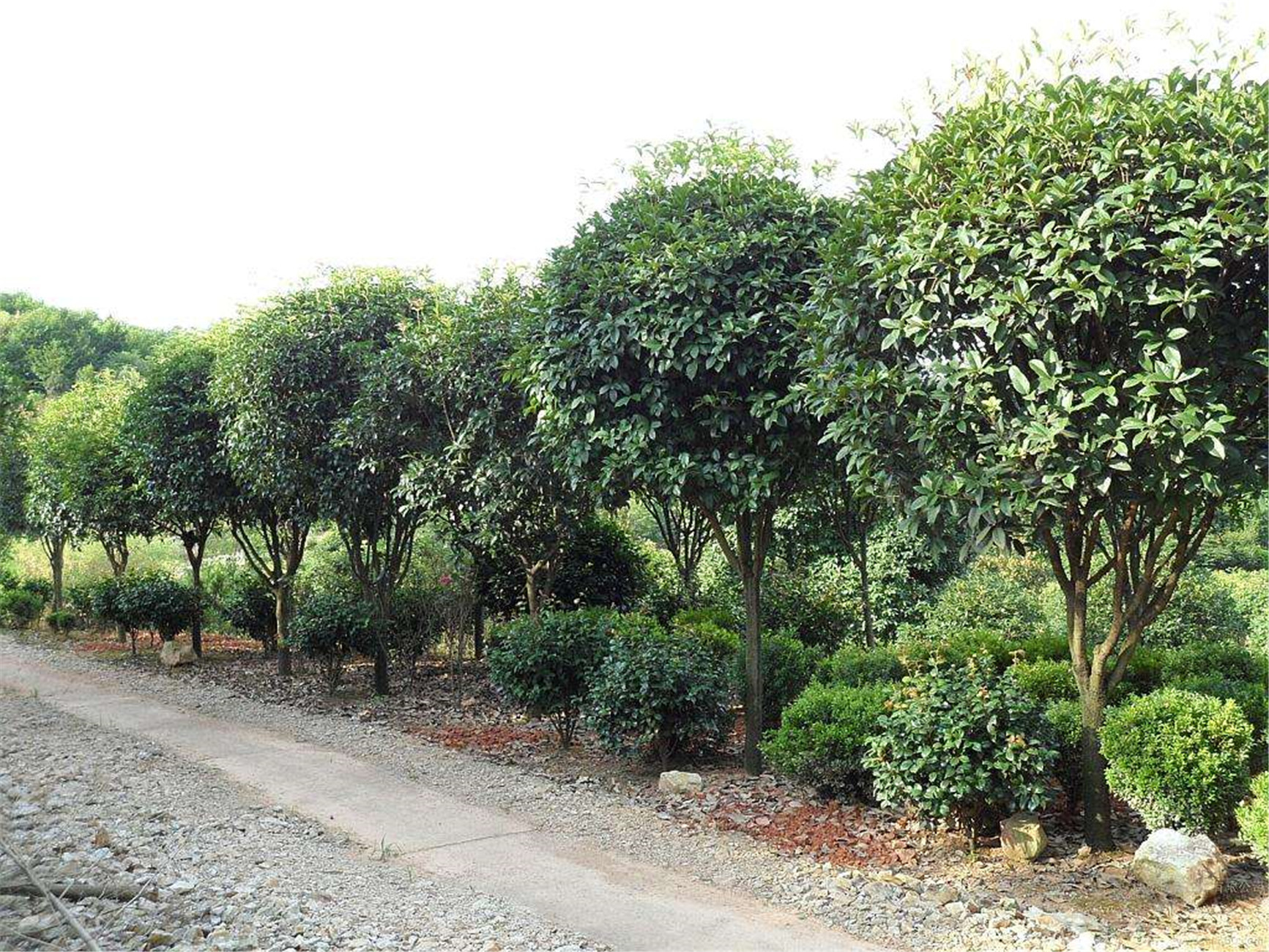  p>四季桂,叶子对生,多呈椭圆或长椭圆形,叶面光滑,革质,叶边缘有锯齿