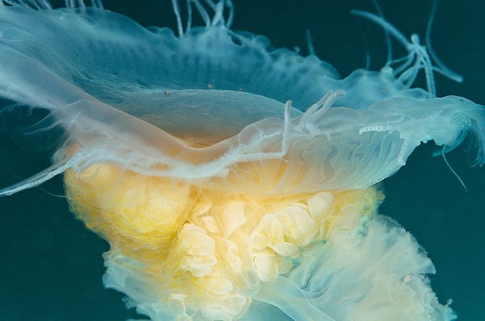  p>煎蛋水母(学名:phacellophora camtschatica)是钵水母纲的海洋生物