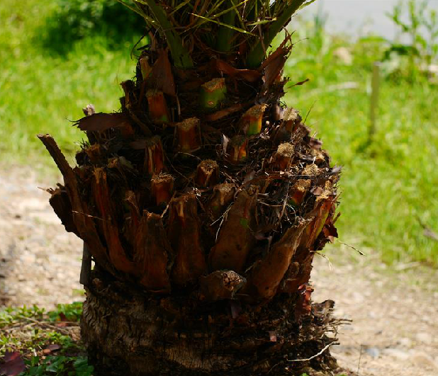 ex andre)h.wendi.)是棕榈科丝葵属植物.