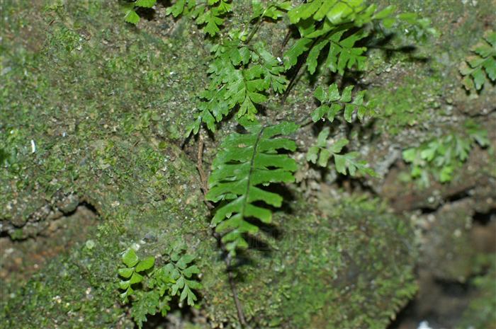  p>倒挂铁角蕨(学名:asplenium normale don)为铁角蕨属下的一个植物