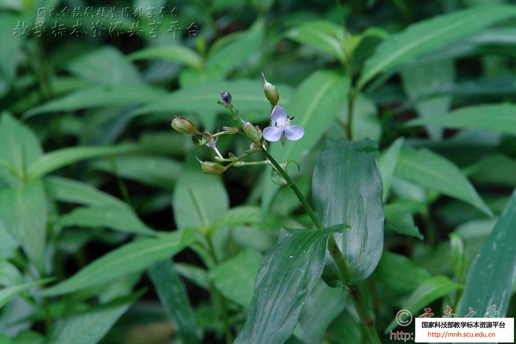 murdannia nudiflora (l.) brenan
