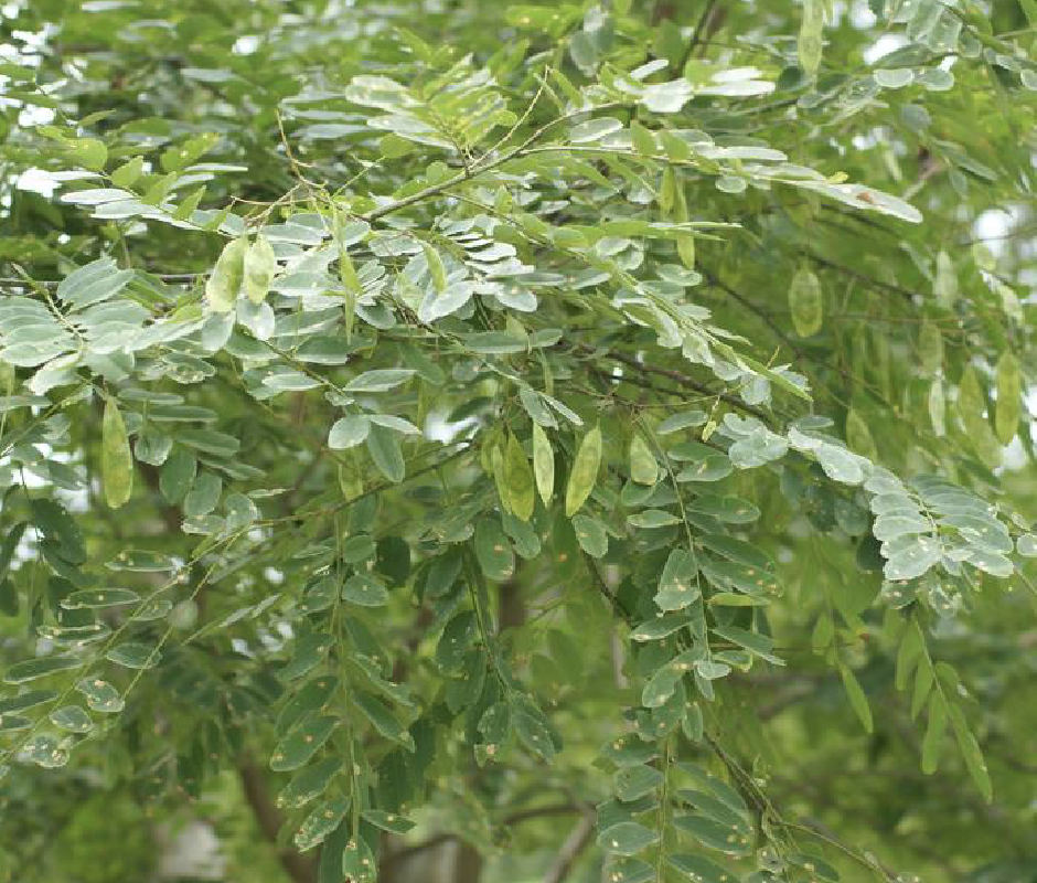  p>秧青(学名: i>dalbergia assamica /i> benth.