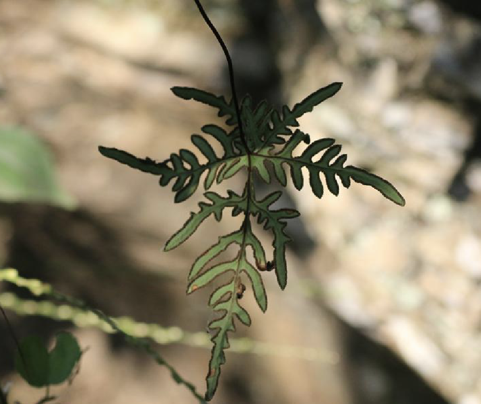 chr. et ching)是中国蕨科中国蕨属植物.