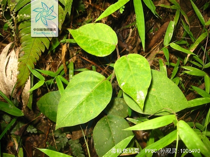  p>毒根斑鸠菊,中药名.