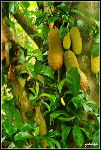  p>尖蜜拉(champedak),又名小木菠萝,是桑科木菠萝属植物,原产于