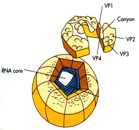  /a>(coxsackie virus),致肠细胞病变人孤儿病毒(enterocytopathic