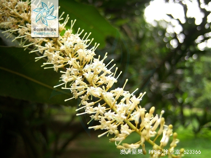 macadamia ternifolia f. muell.