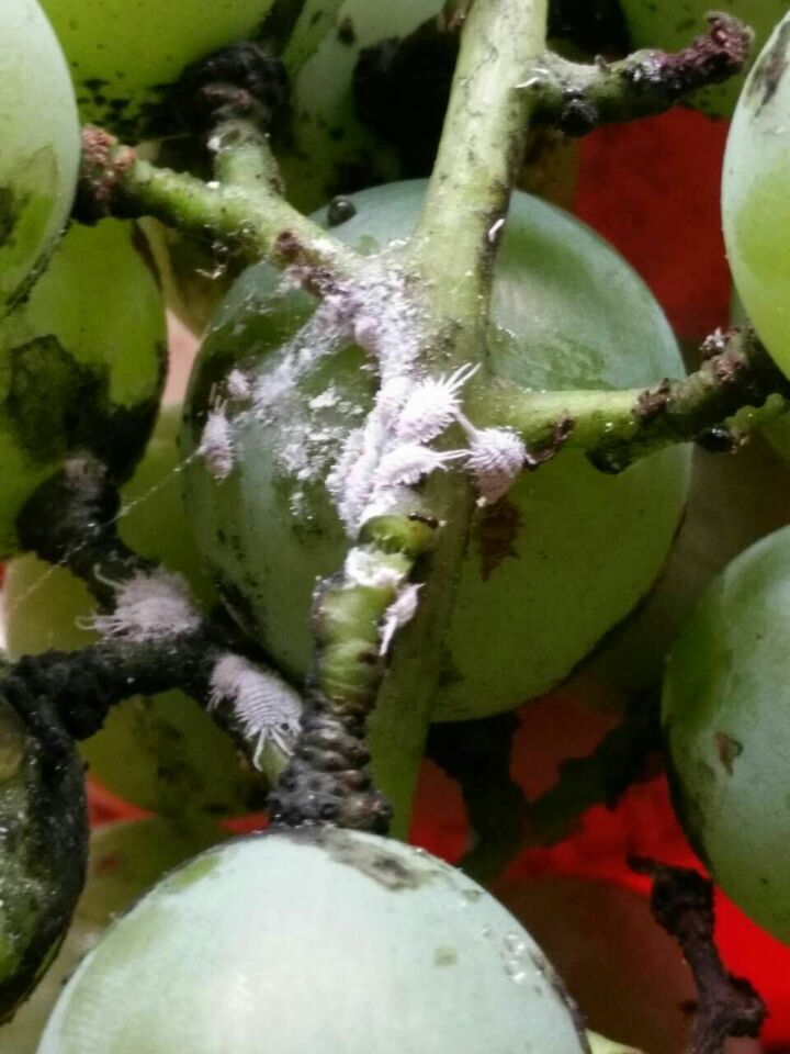 常见的有红圆蚧, a href="#" data-lemmaid="6558244">褐圆蚧 /a>康 